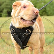 Shar-Pei Harness of Padded Leather, Extra Strong and Comfy
