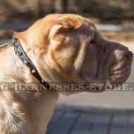 Shar-Pei Puppy Collar of Narrow Leather with Spikes for Walking