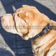 Shar-Pei Puppy Collar of Narrow Leather for Comfortable Walking