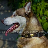 Siberian Husky Dog Collar of Leather in Vintage for Walking