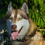 Siberian Husky Dog Collar Leather of War Design with Decorations