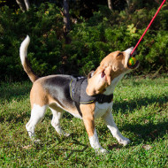Solid Dog Ball on String for Interactive Games with Beagle