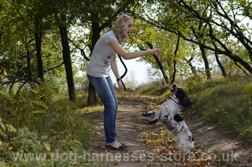 Dancing Spaniel