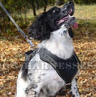 Spaniel Harness of Leather Classic Design with Soft Padded Chest