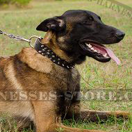 Dog Walking Collar with Spikes and Studs for Belgian Shepherd
