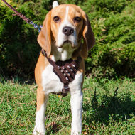 Fashion and Comfort in One Leather Beagle Harness Spikes