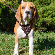 Dog Lure Coursing