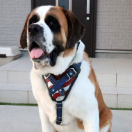 St Bernard Dog Harness Leather "American Pride"