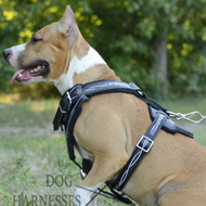 Designer Dog Harness Unique "Barbed Wire" Style for Staffy