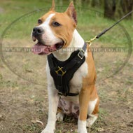 Staffy Harness of Thick Leather with Felt-Lined Wide Chest Plate