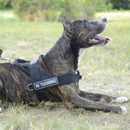 Dog Training Harness of Strong Nylon with ID Patches for Amstaff