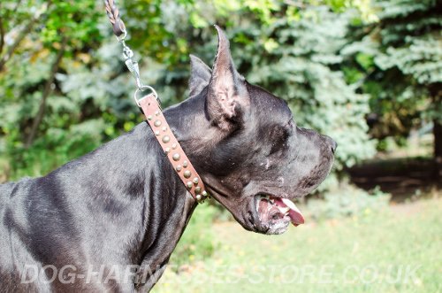 Studded Leather Dog Collar UK