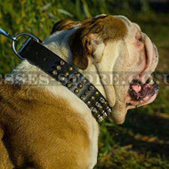 Highly Decorated British Bulldog Collar Rows of Spikes and Cones