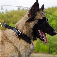 Tervuren Collar for Obedience Training, Leather, Adjustable