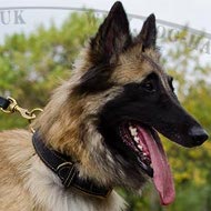 Tervuren Collar of Nappa Padded Leather for Walking and Training