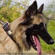 Tervuren Collar with Vintage Oval Brass Plates, Genuine Leather