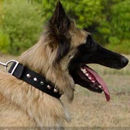 Tervuren Collar for All-Weather Use, Nylon with Nickel Pyramids