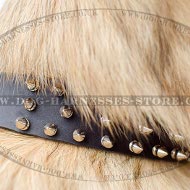 Tervuren Collar with Three Rows of Shiny Nickel Spikes, Leather