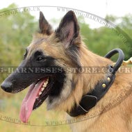 Dog
Harness or Collar