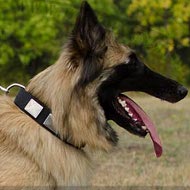 Tervuren Collar with Massive Nickel Plates, Nylon, All-Weather