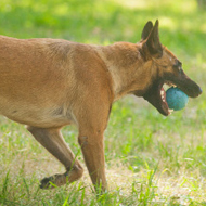 Dog
Behavior Correction