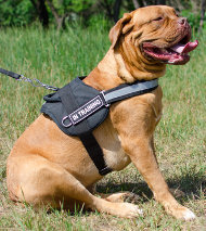 Dog Harness Use