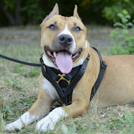 Dog Walking Harness for Pitbull, Perfect for Training Challenge!