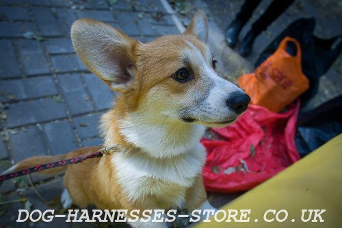 Welsh Corgi Breed UK