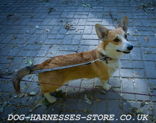 Welsh Corgi Harnesses and Collars UK