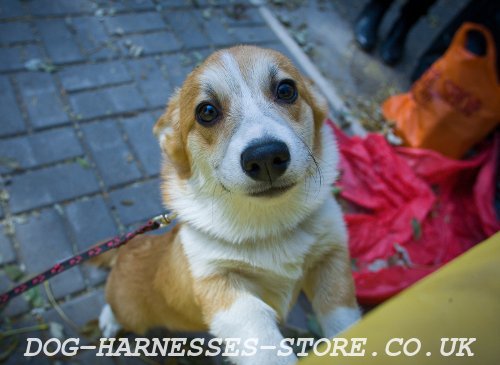 Welsh Corgi Harness UK