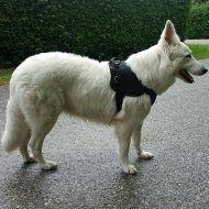 White Swiss Shepherd Harness of Durable Nylon with Handle