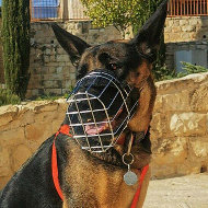 Wire Muzzle for Large German Shepherd Walking and Training