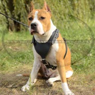Working Amstaff Harness of Tough Leather with Padded Chest Plate