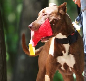 Brain Stimulating Dog Games and Dog Behavior Correction