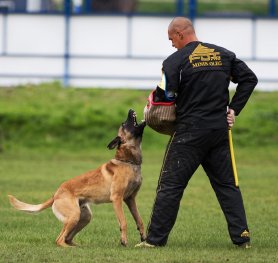 The Main Tips in Guard Dog Training